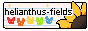 helianthus fields