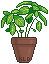 basil plant