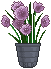 chives plant