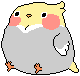 large and round cockatiel
