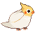 cute cockatiel
