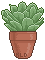 echeveria plant