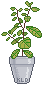 mint plant